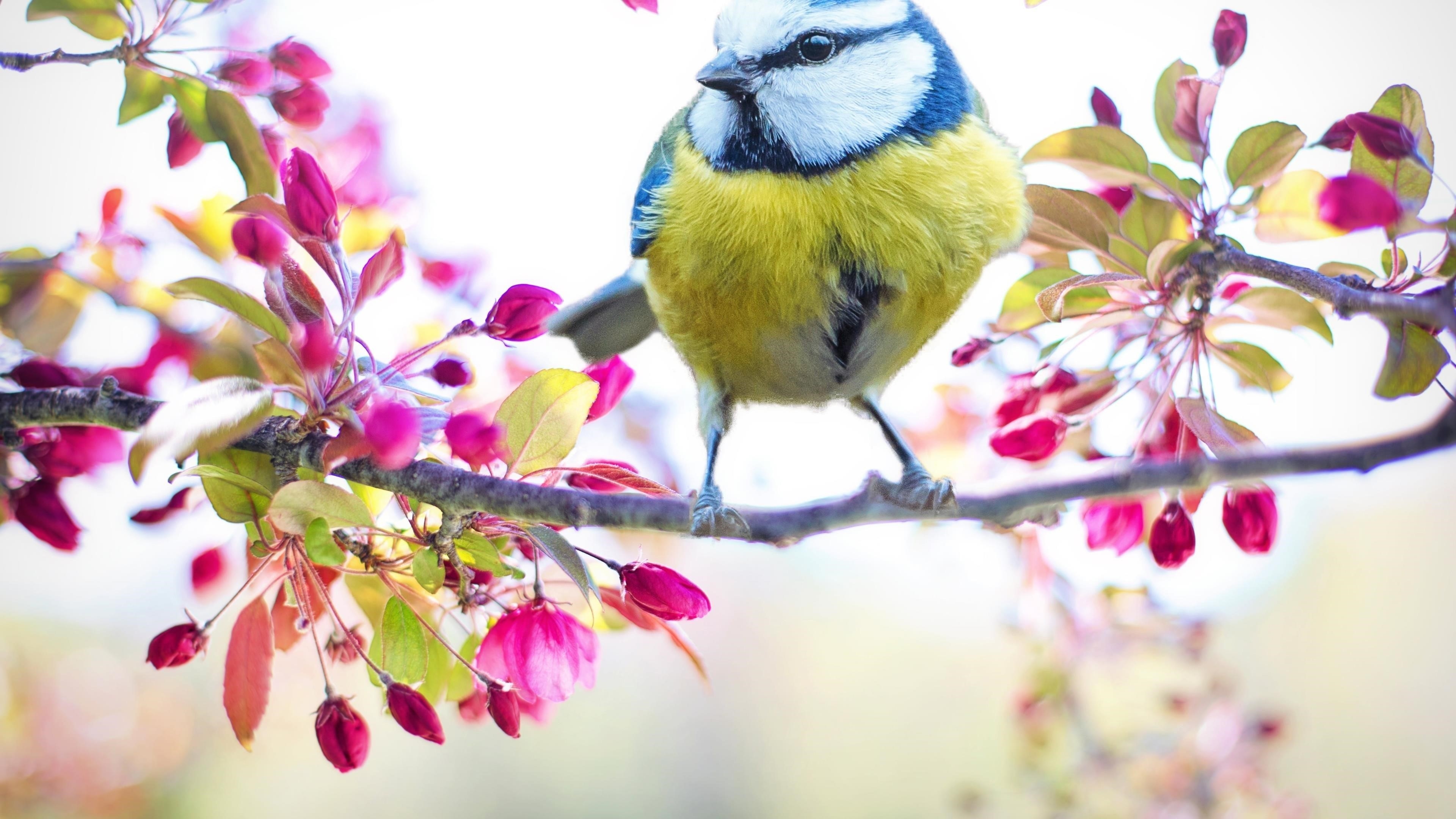 Белая сине зеленая птица на ветке дерева с цветущими цветами животные обои скачать