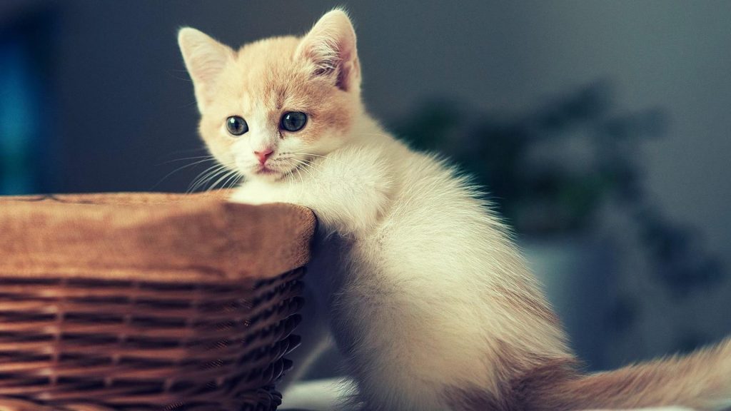 Белая кошка котенок стоит рядом с бамбуковой корзиной котенок обои скачать