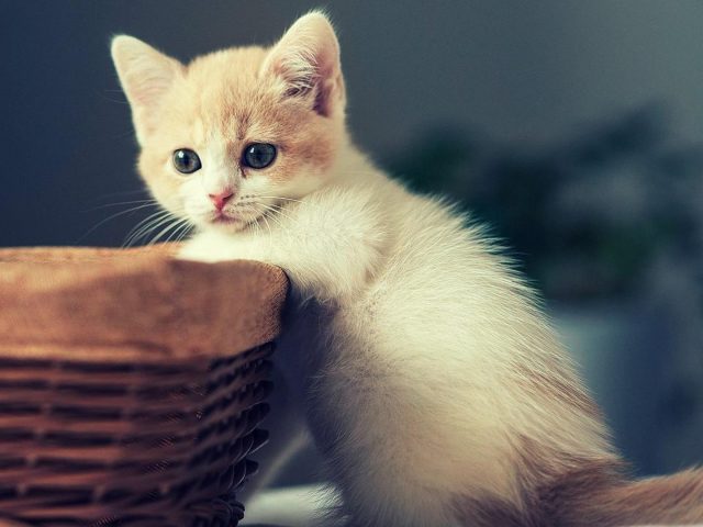 Белая кошка котенок стоит рядом с бамбуковой корзиной котенок