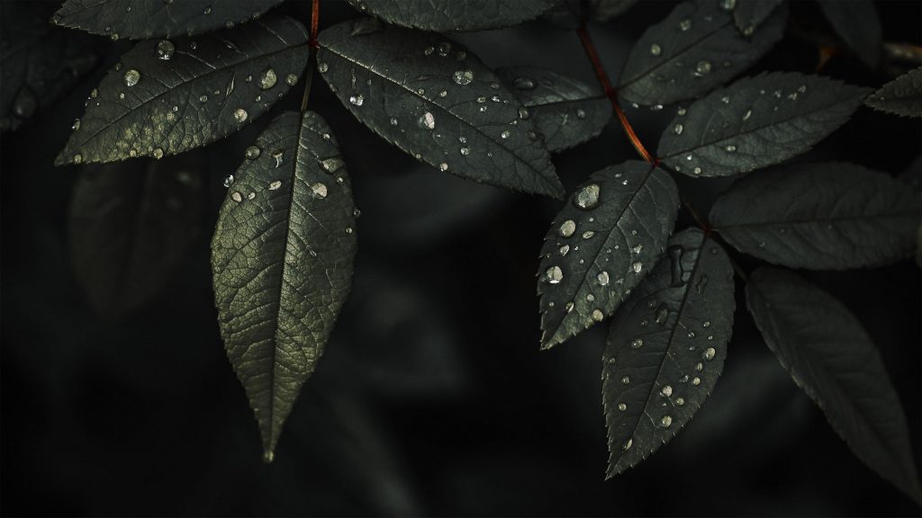 Листья растений капли воды темный фон природа обои скачать