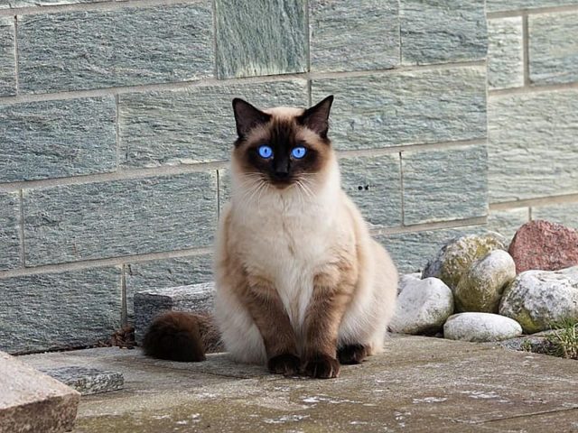 Голубоглазая сиамская меховая кошка сидит на фоне стены кошка