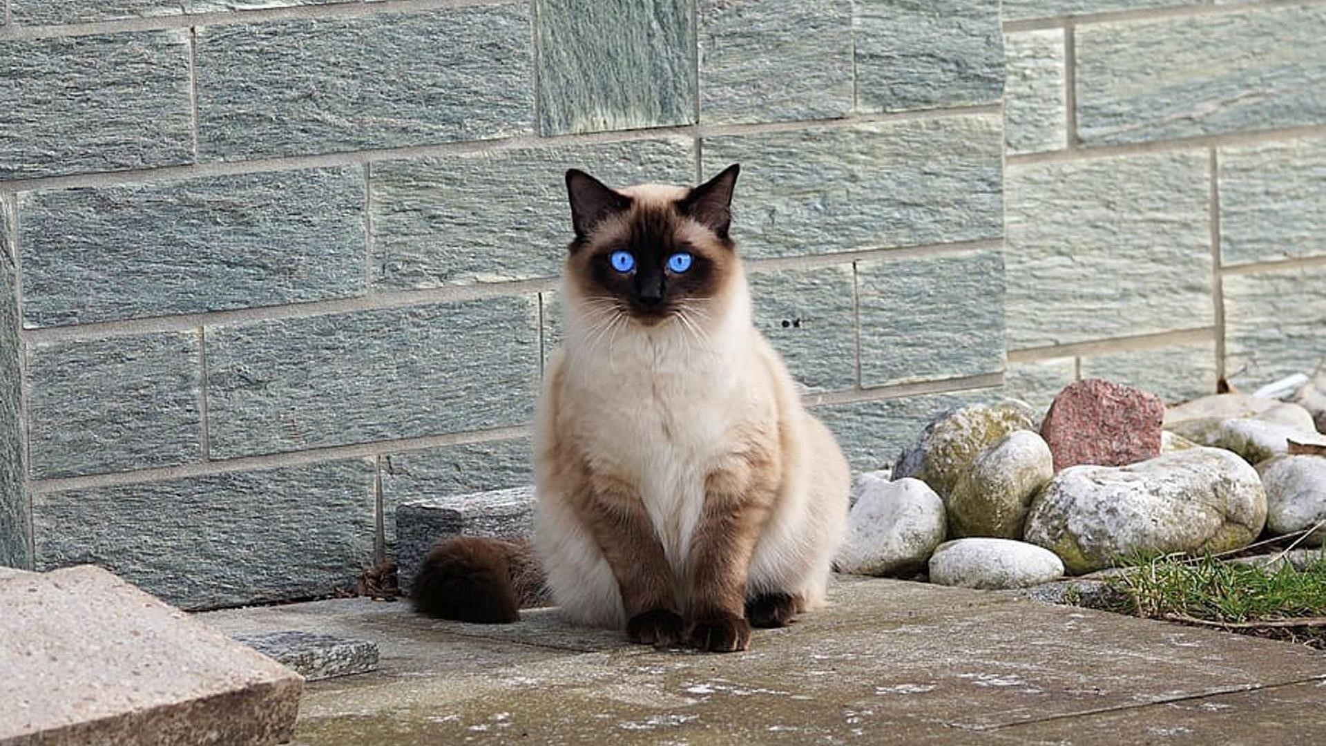 Голубоглазая сиамская меховая кошка сидит на фоне стены кошка обои скачать