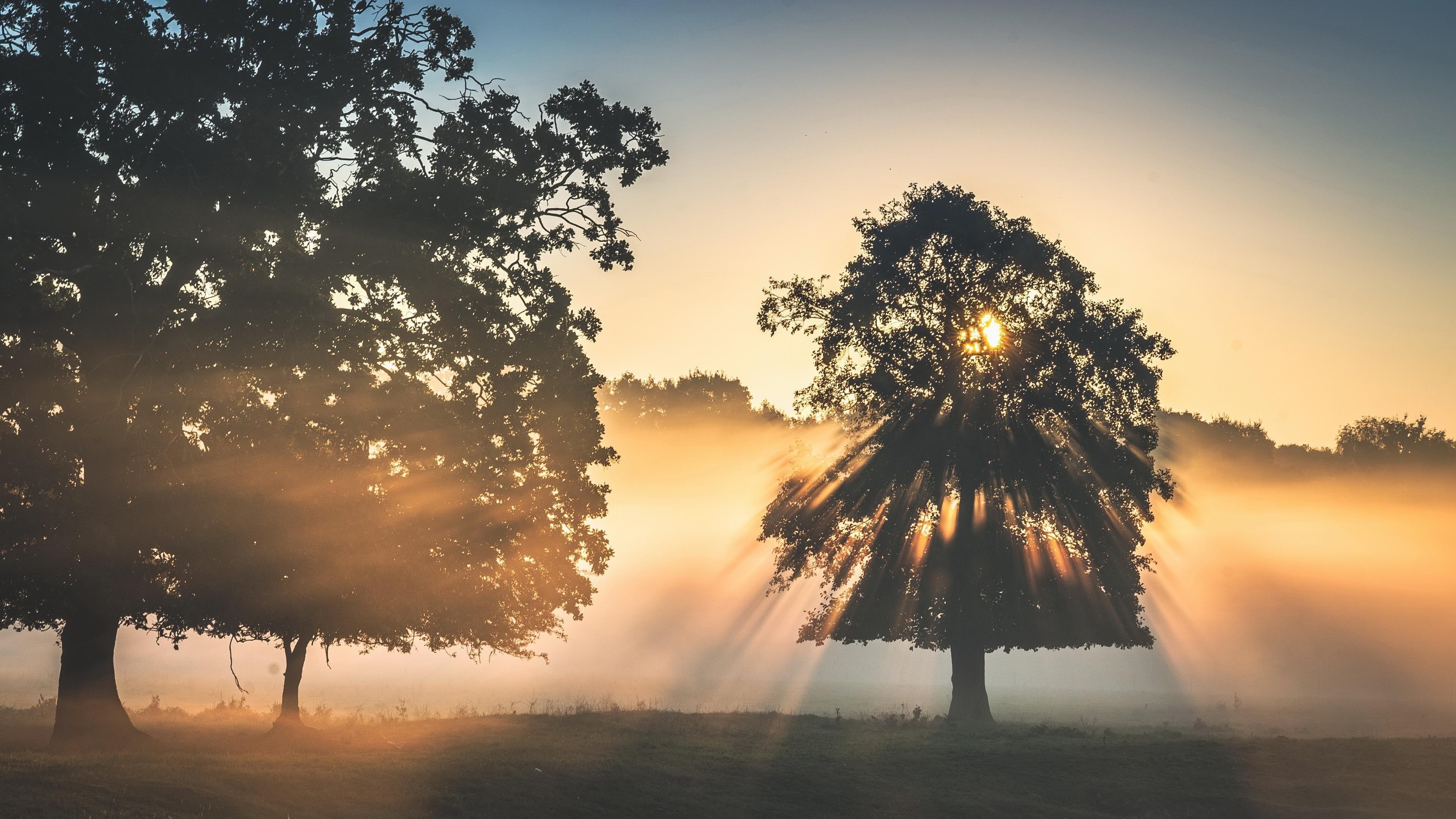 Дерево с солнечным лучом во время заката и тумана природа обои скачать