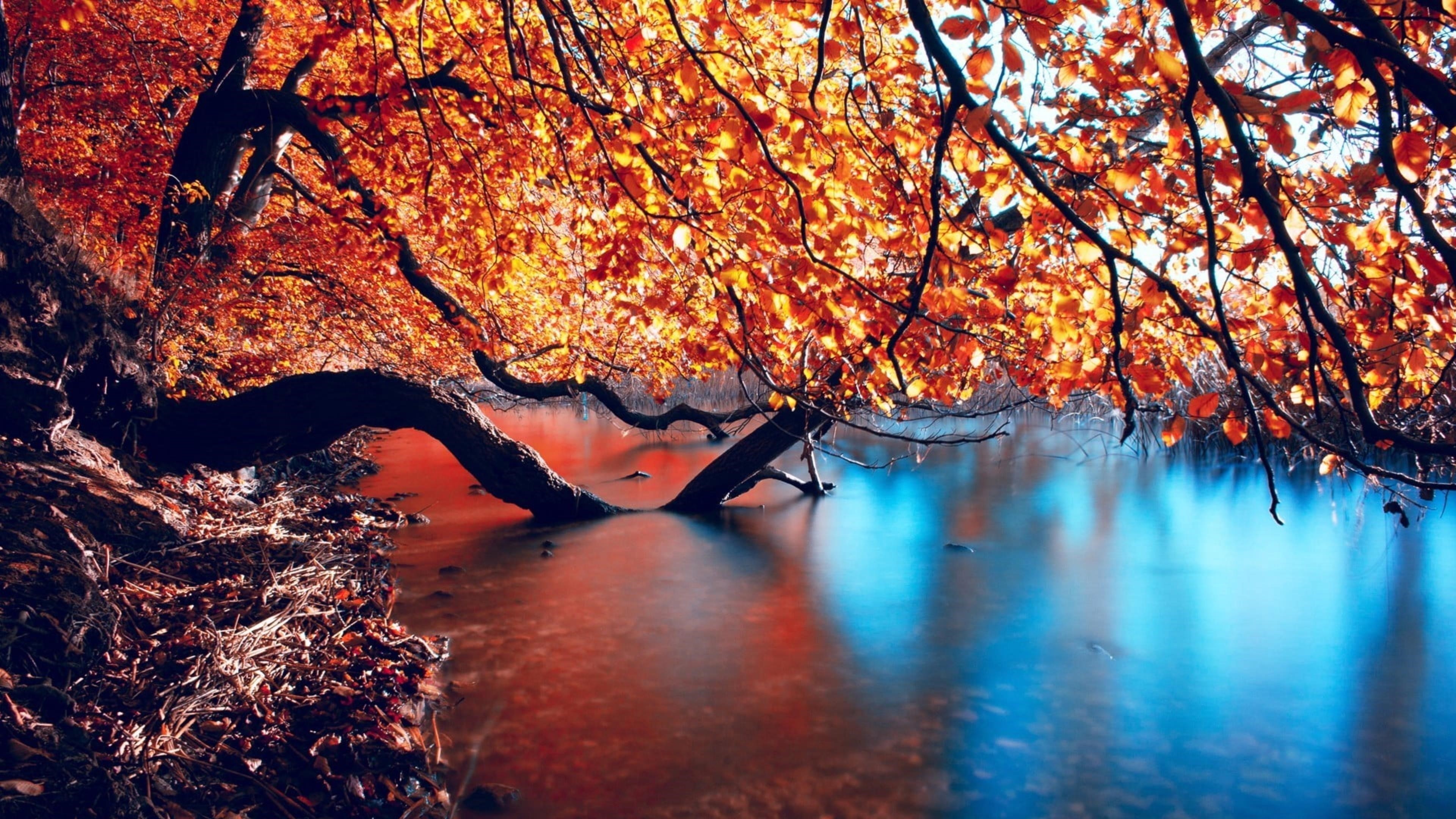 Красно оранжевое лиственное дерево на водоеме природа обои скачать