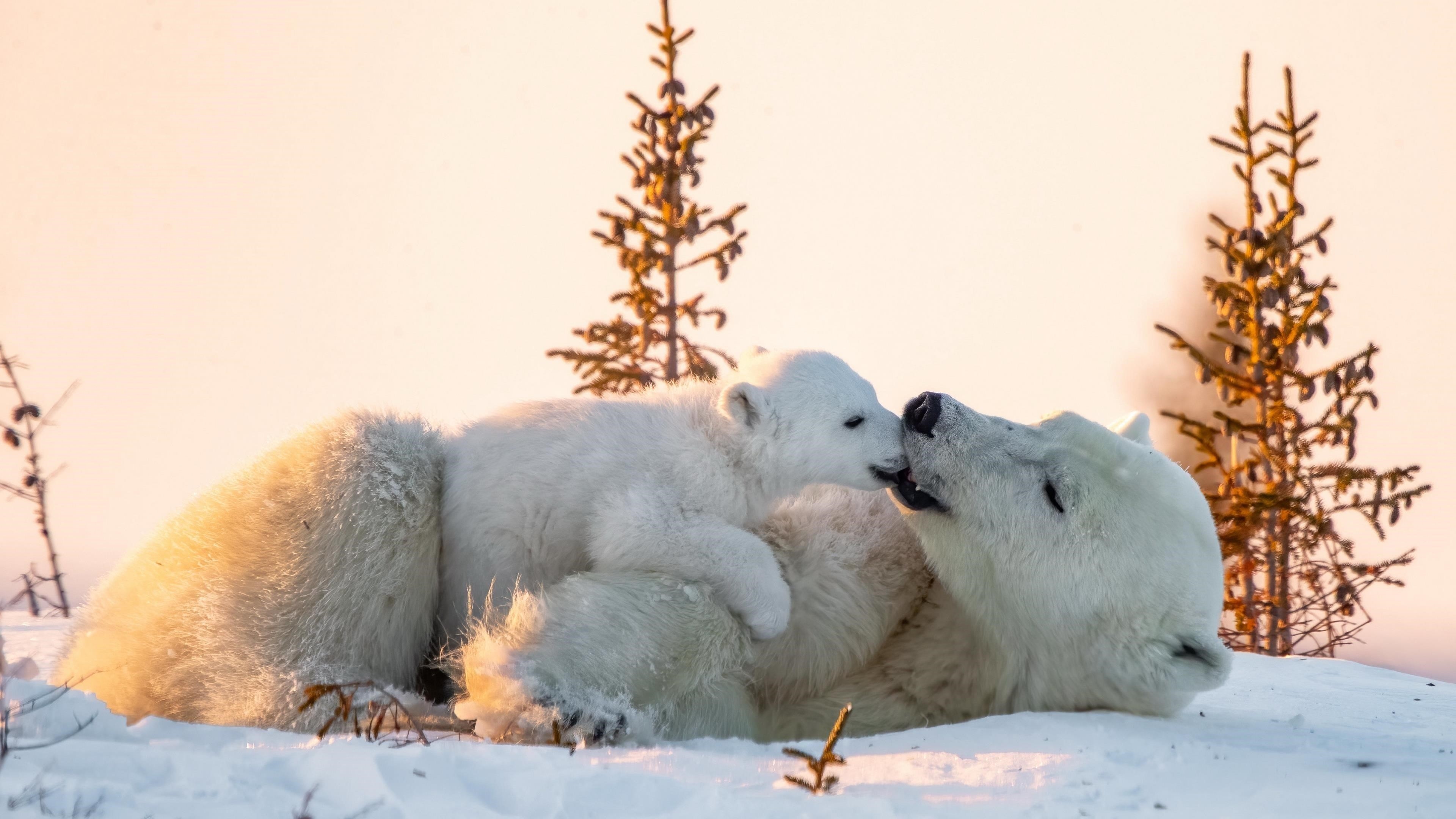Белый медведь ребенок играет с большим медведем на снежном поле в дневное время животные обои скачать