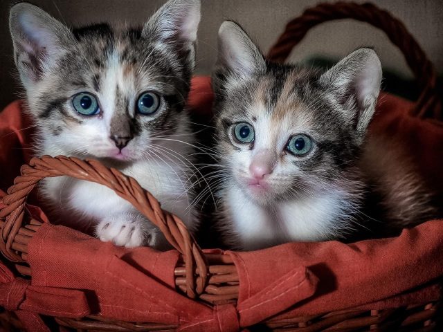Два милых черно-бело-коричневых котят из меха кошки внутри бамбуковой корзины котенка
