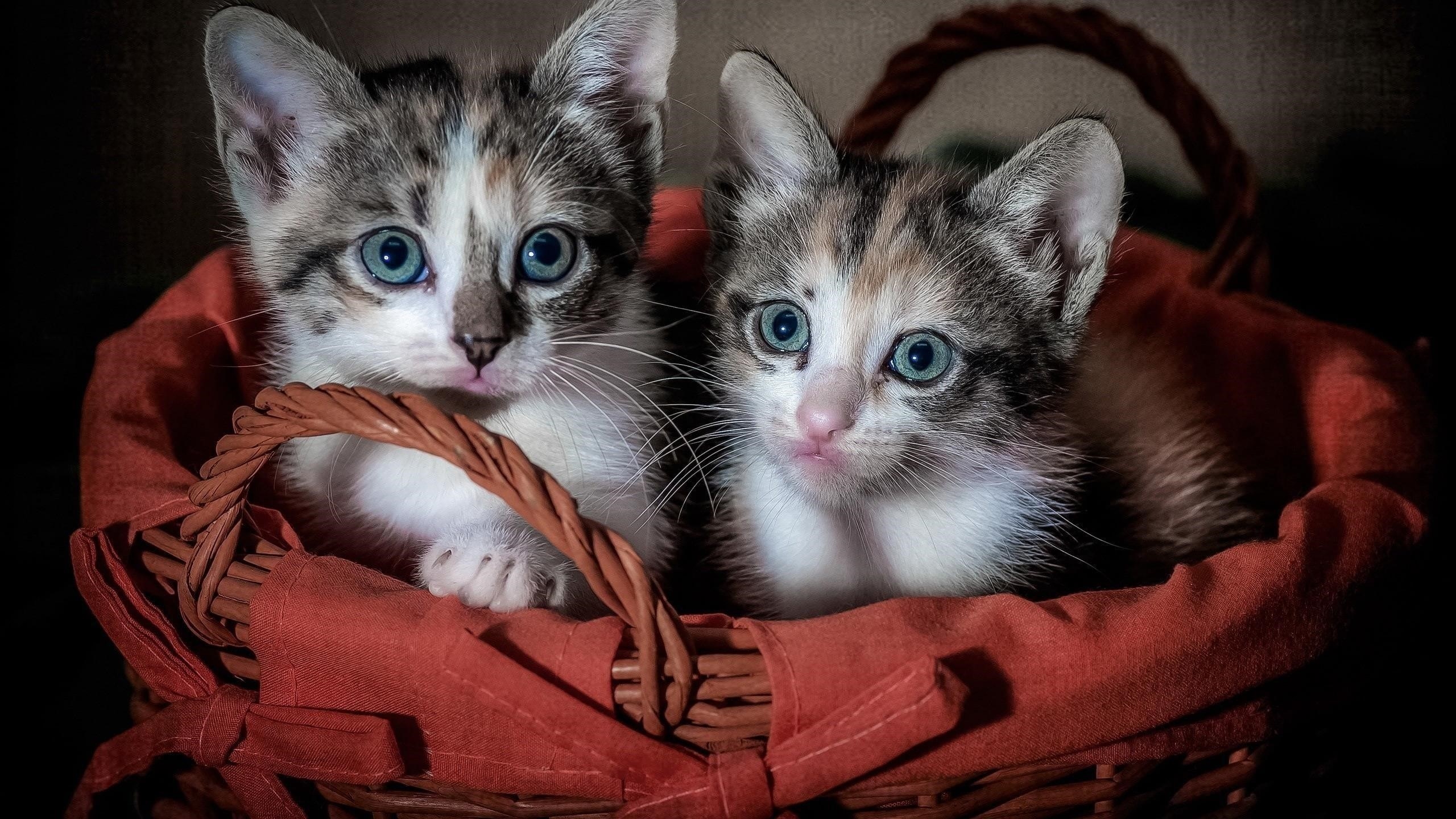 Два милых черно-бело-коричневых котят из меха кошки внутри бамбуковой корзины котенка обои скачать