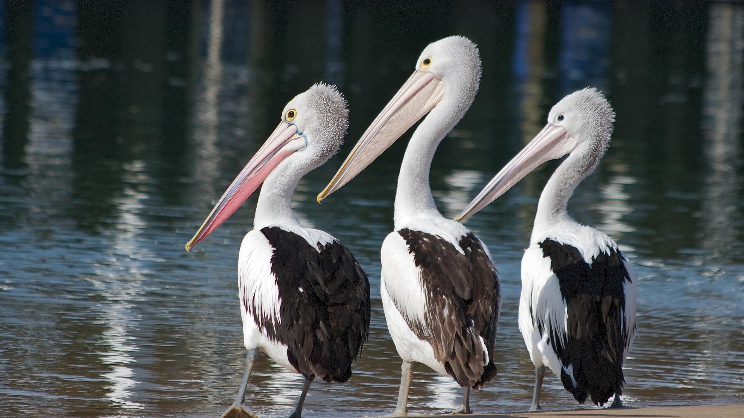 Три белых черных пеликана стоят возле водоема с животными обои скачать