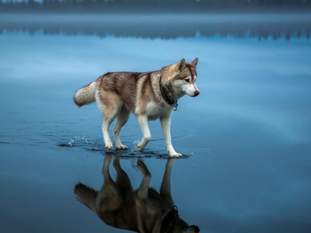 Взрослый бурый и белый аляскинский маламут бурый сибирский хаски на водоеме собака