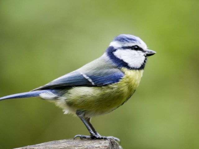 Сине зеленая птица стоит на камне на зеленом фоне птицы