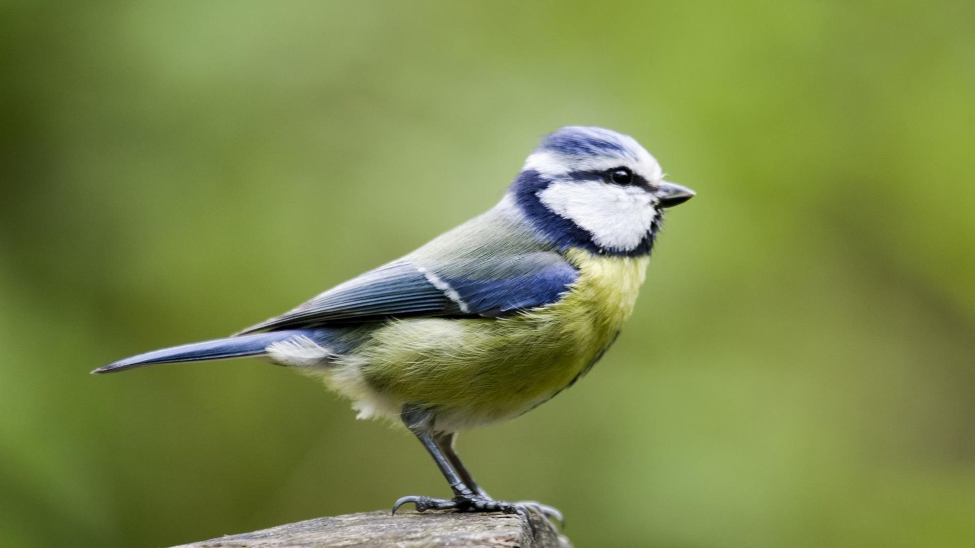 Сине зеленая птица стоит на камне на зеленом фоне птицы обои скачать