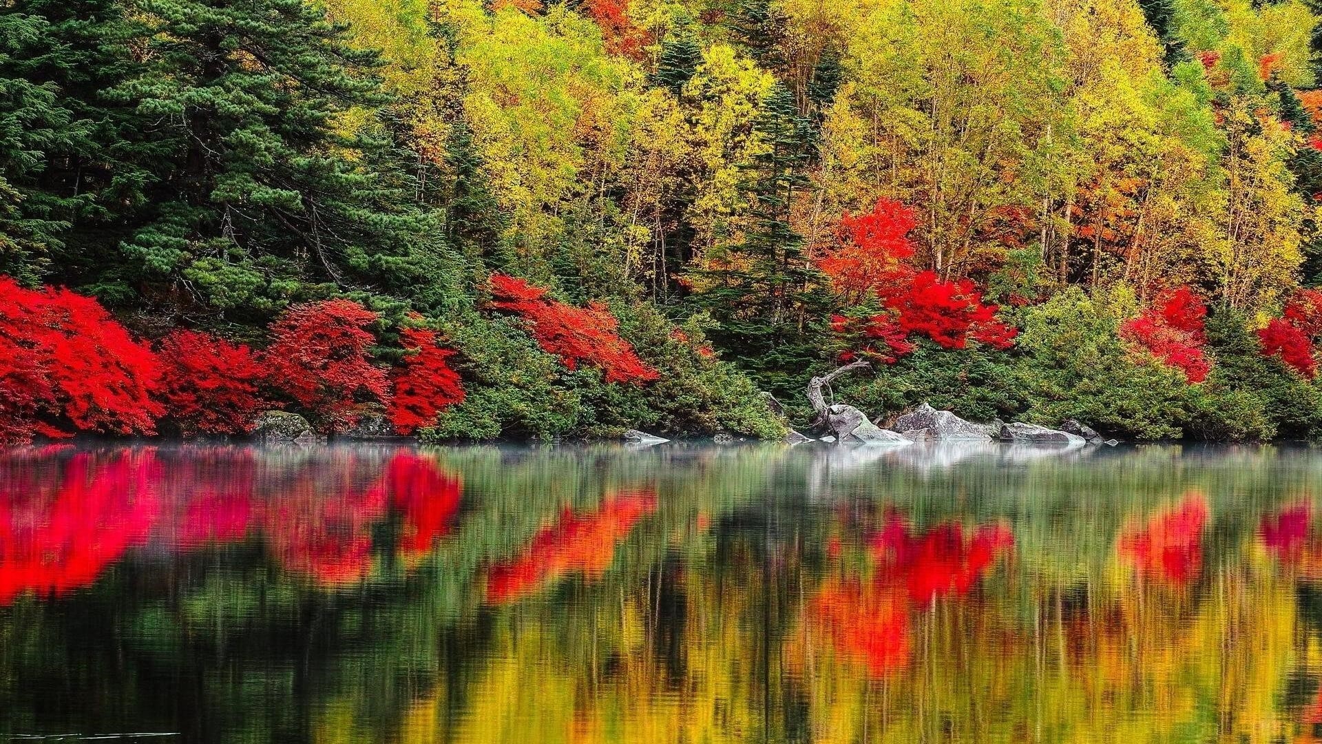 Красно зеленые лиственные деревья отражение на спокойном водоеме на фоне леса природа обои скачать