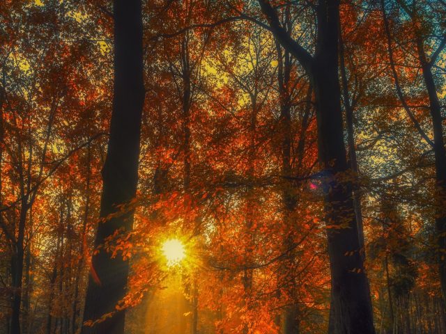 Осенний лес деревья с солнечным лучом природа