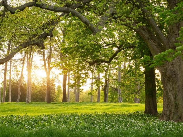 Лес с зелеными деревьями во время летней природы