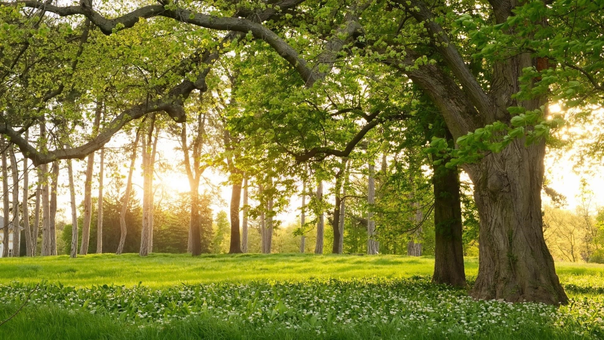 Лес с зелеными деревьями во время летней природы обои скачать