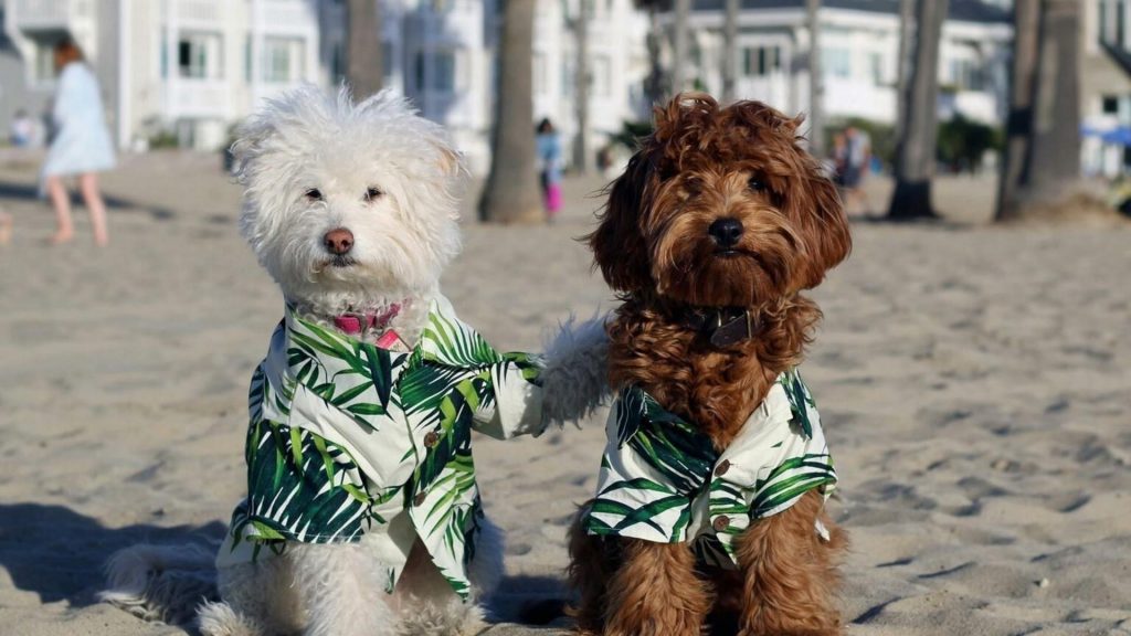 Бело-коричневые пуделиные собаки в платье, сидящие на песчаной собаке на пляже обои скачать