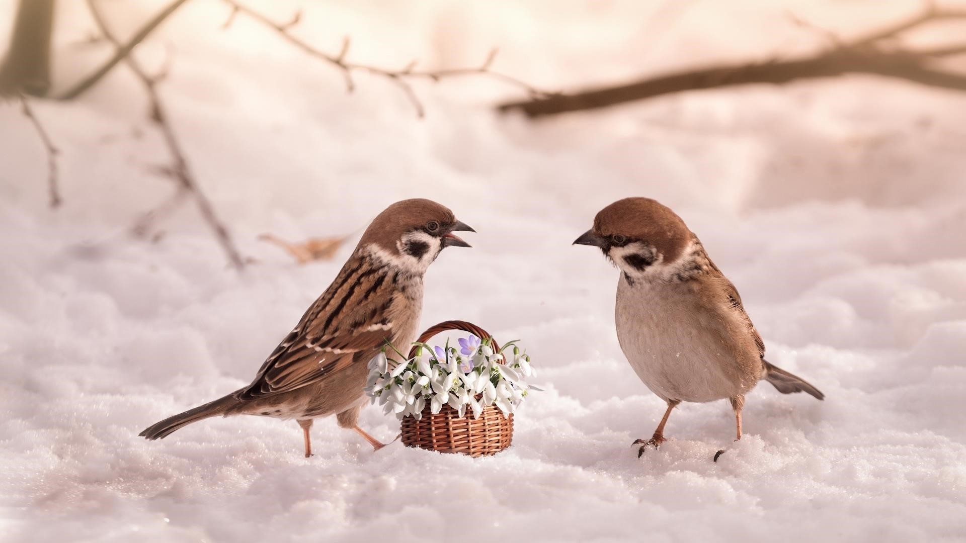 Цветочная корзина между двумя коричневыми белыми птицами на снегу животные обои скачать