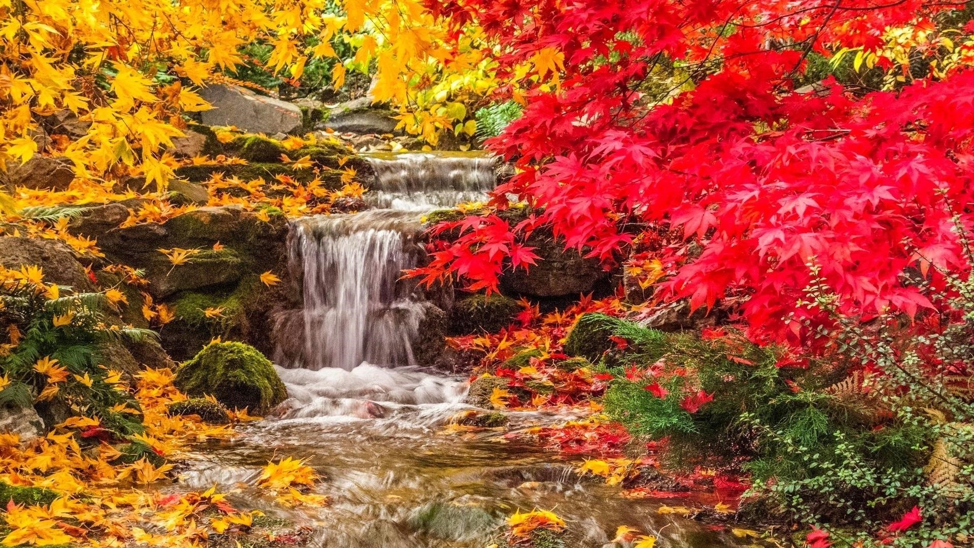 Водопад между желто красными осенними листьями деревьев покрыл скалу природы обои скачать