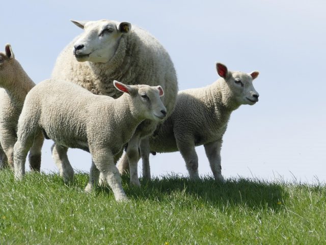 Животные овцы животные