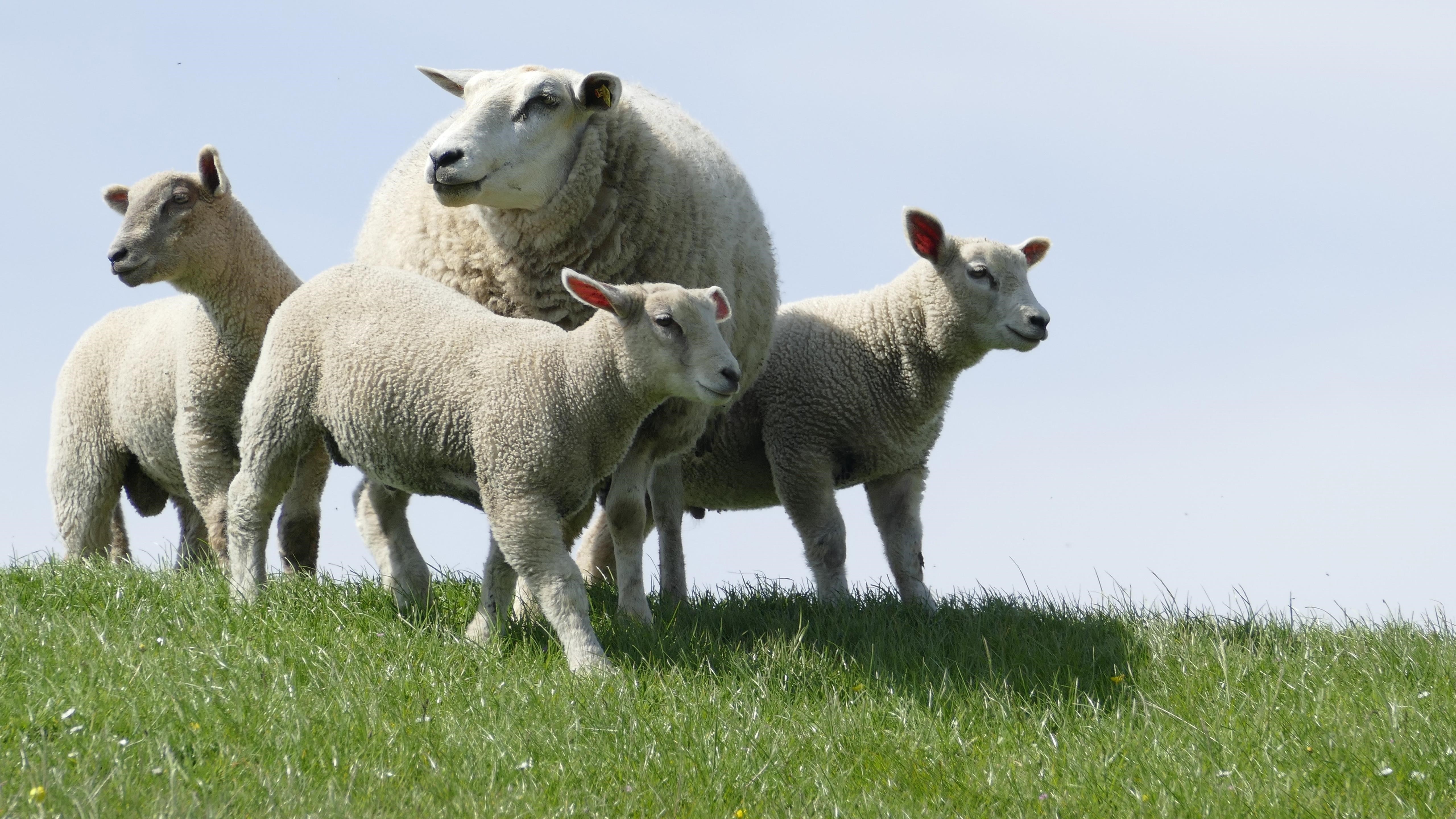 Животные овцы животные обои скачать
