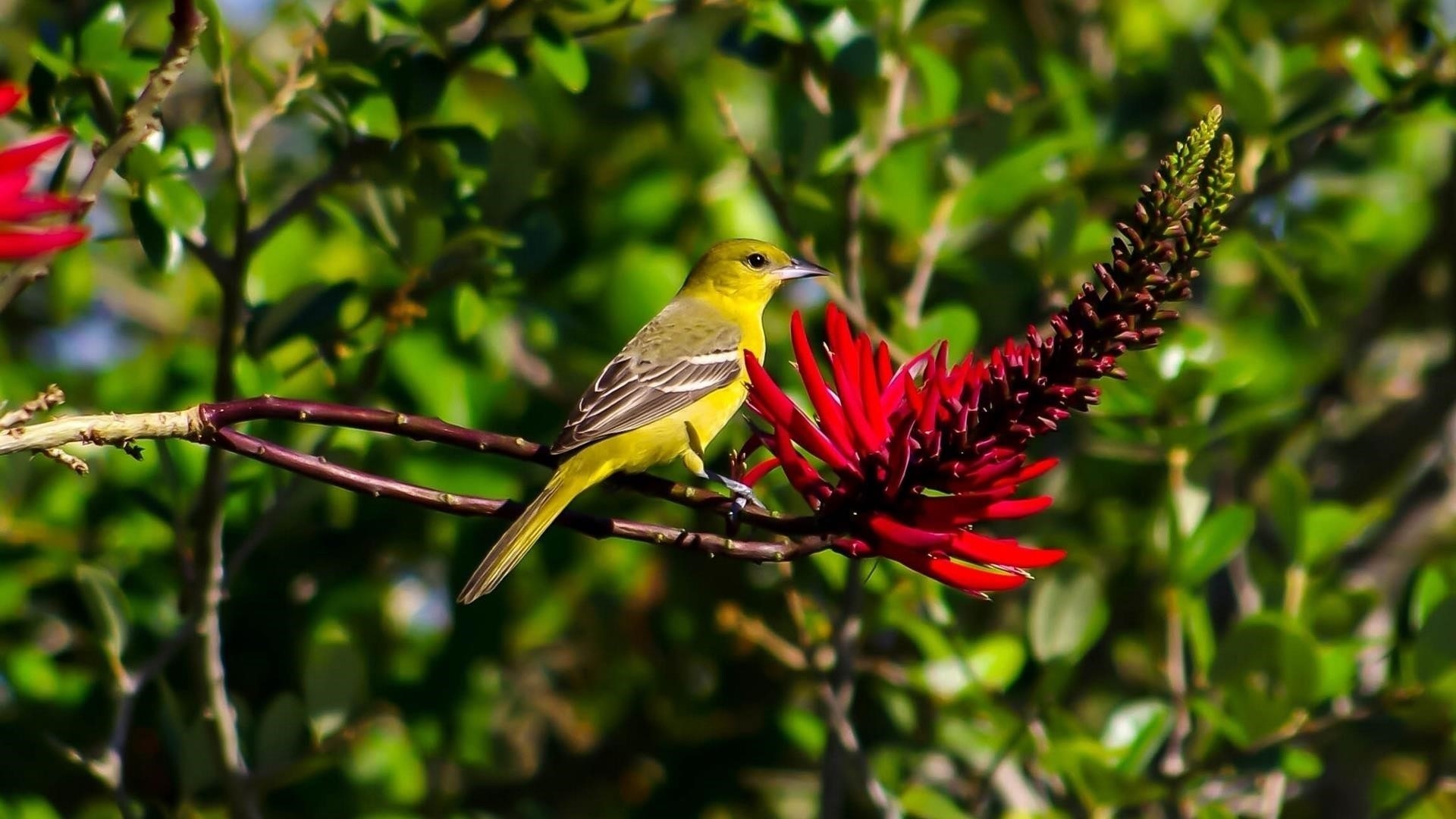 Маленькая зеленая птичка сидит на стволе дерева рядом с красным цветком эритрины животные обои скачать