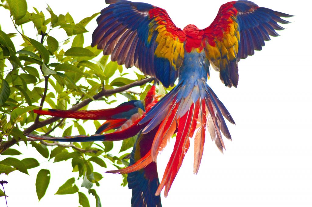 Parrots, trunk, birds, попугаев обои скачать