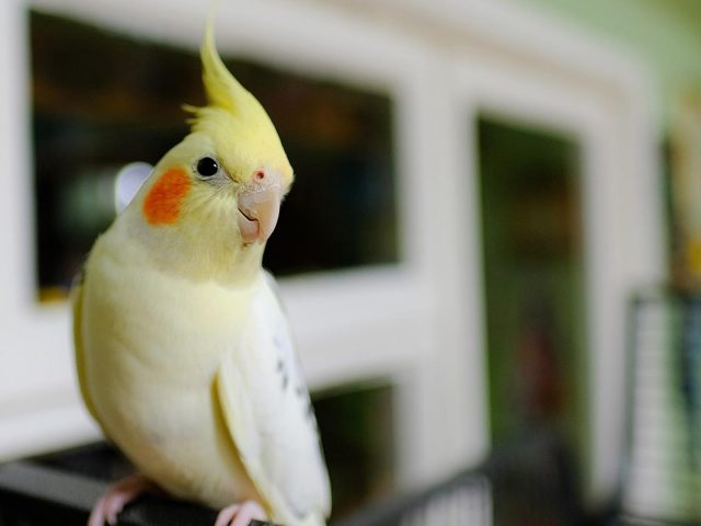 Желтая птица на диване сверху в размытом фоне птицы