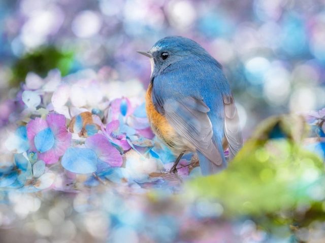 Синяя птица сидит на красочных цветах с размытыми фоновыми животными