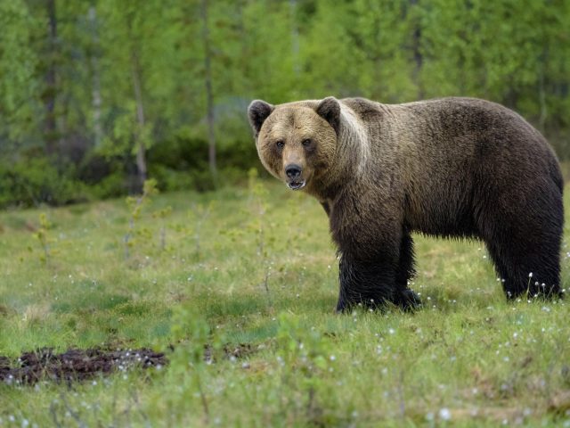 Бурый медведь одиноко стоит на зеленом поле в дневное время животные