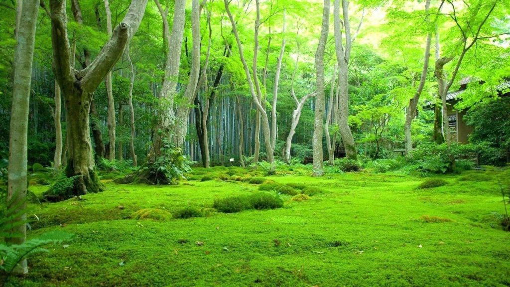 Зелень красивые пейзажи зеленые деревья фон лес природа пейзажи обои скачать