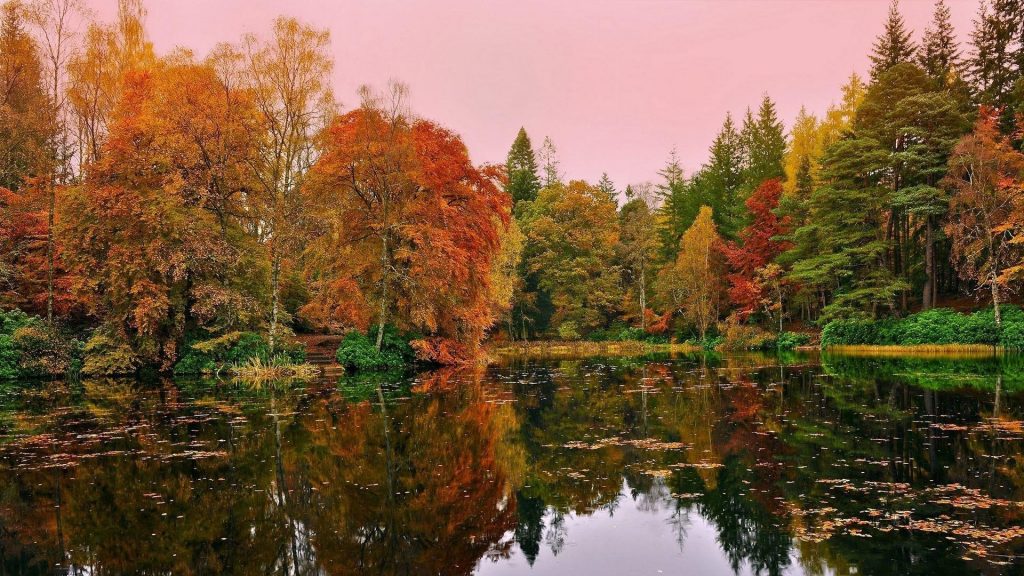 Красивые пейзажи оранжево-зеленые желтые осенние деревья отражение на пруду озеро под розовым небом пейзаж обои скачать