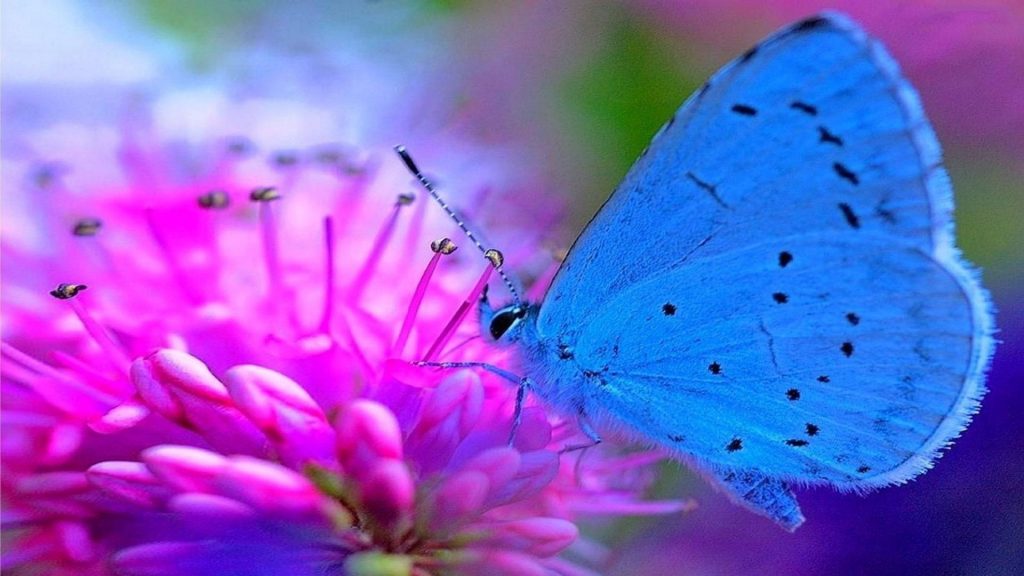 Красивая голубая бабочка на розовом цветке бабочка обои скачать