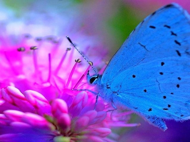 Красивая голубая бабочка на розовом цветке бабочка
