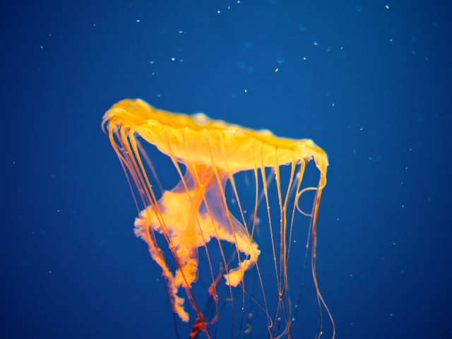 Национальный аквариум медузы