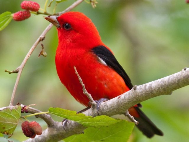 Красно черная маленькая птичка сидит на ветке сливового дерева птицы