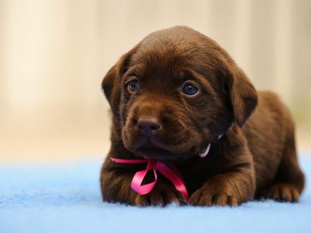 Женский шоколадный лабораторный щенок на синей ткани в размытом фоне собака