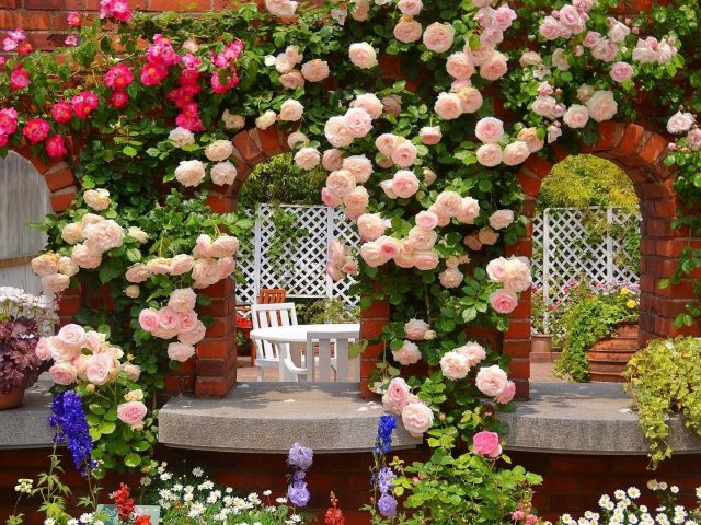 Розовый сад с белым столом и стулом с белым забором природа