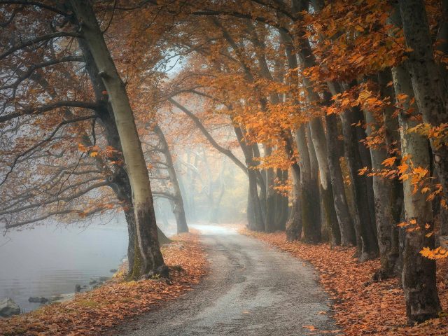 Дорога с сухими листьями между осенними желтыми деревьями с рекой по природе