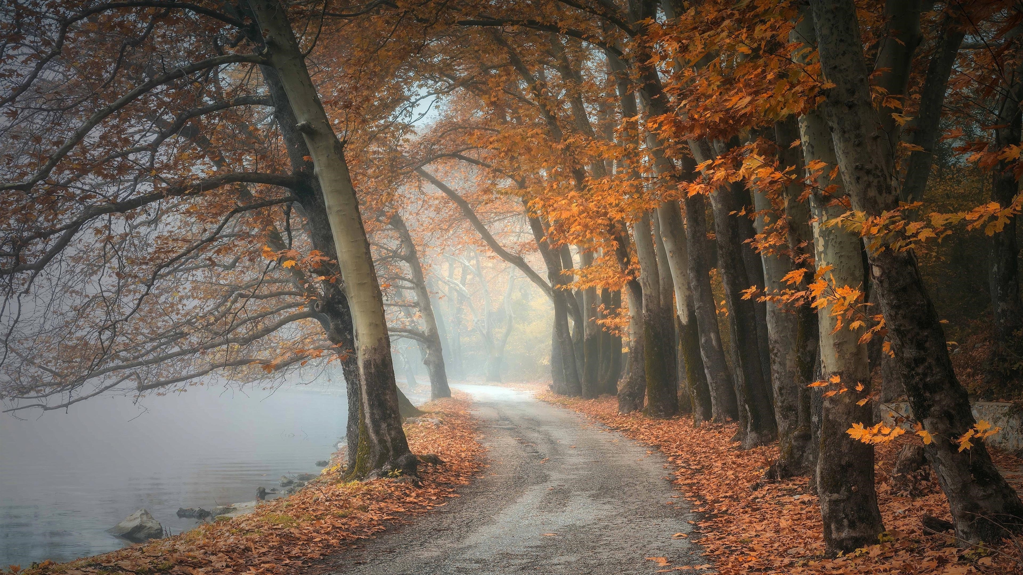 Дорога с сухими листьями между осенними желтыми деревьями с рекой по природе обои скачать
