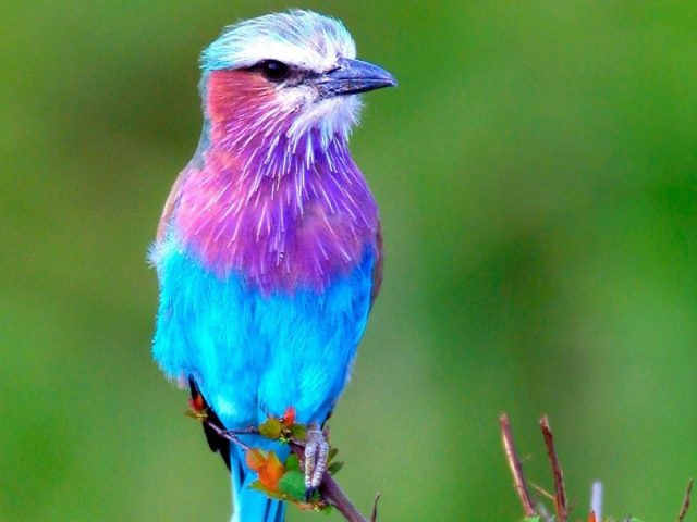 Симпатичная синяя и фиолетовая птица сидит на краю ветки дерева на зеленом фоне животных