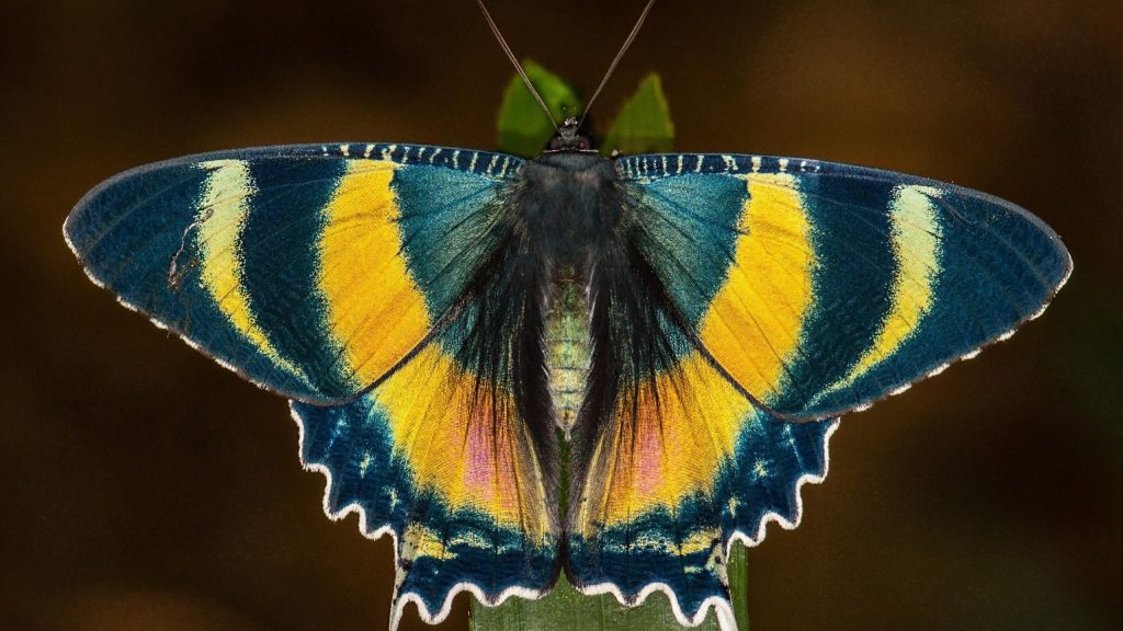 Крупным планом красивая желто-черная бабочка на синем фоне бабочка обои скачать