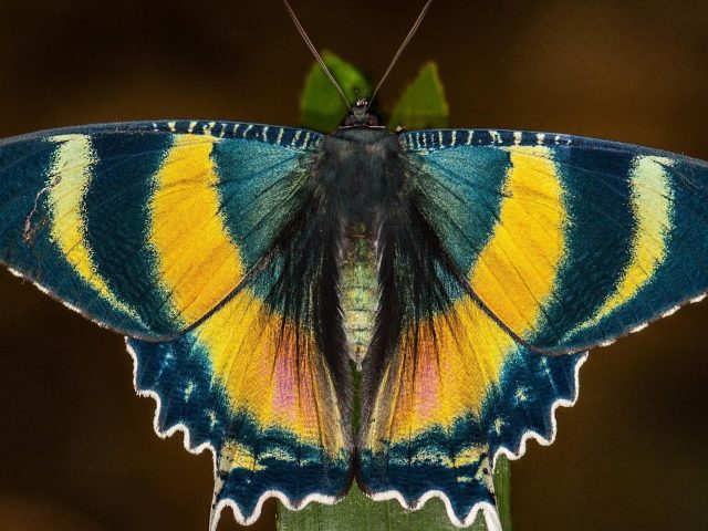 Крупным планом красивая желто-черная бабочка на синем фоне бабочка