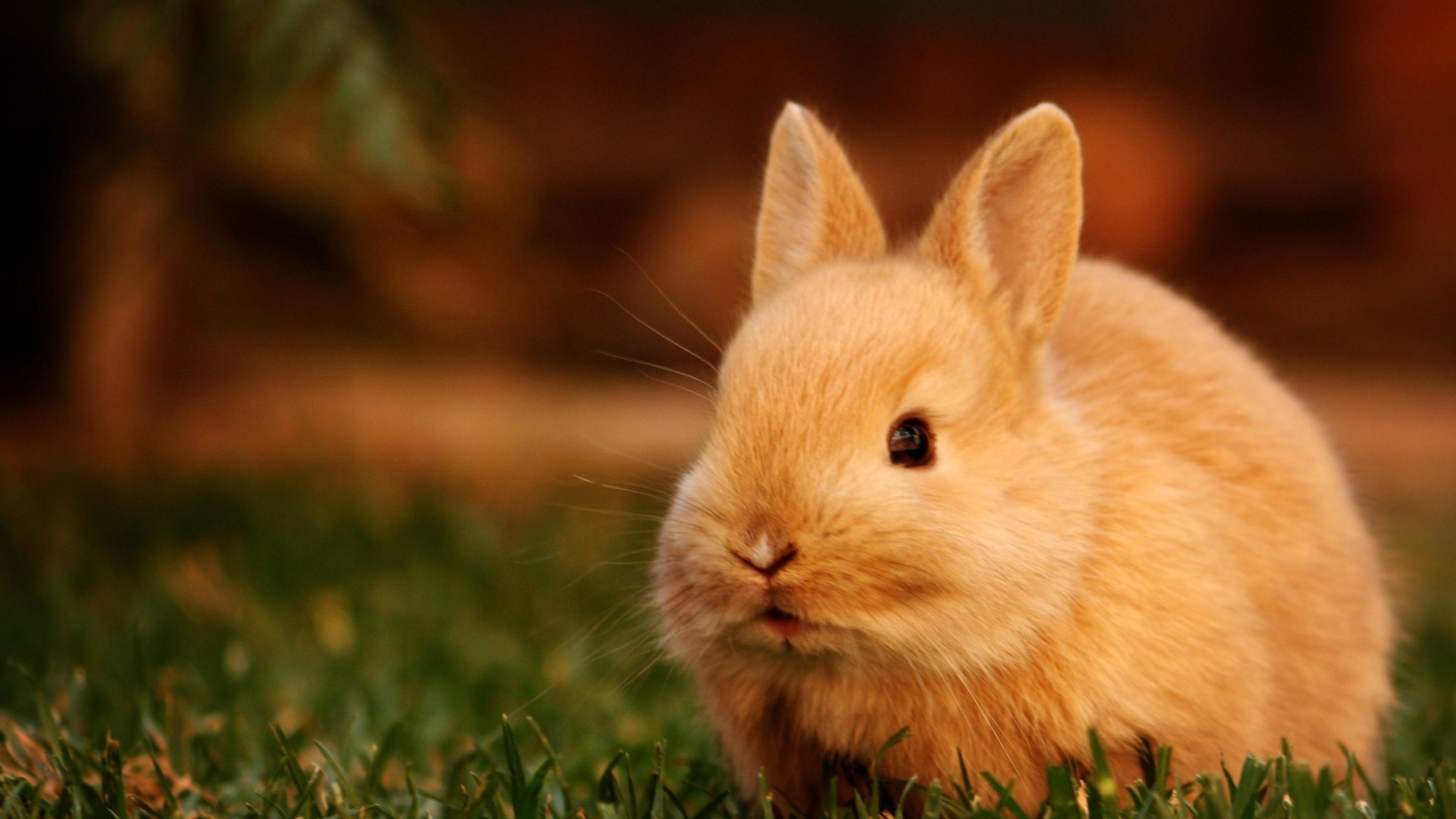 Милый Коричневый кролик крупным планом фото в размытом фоне животных обои скачать