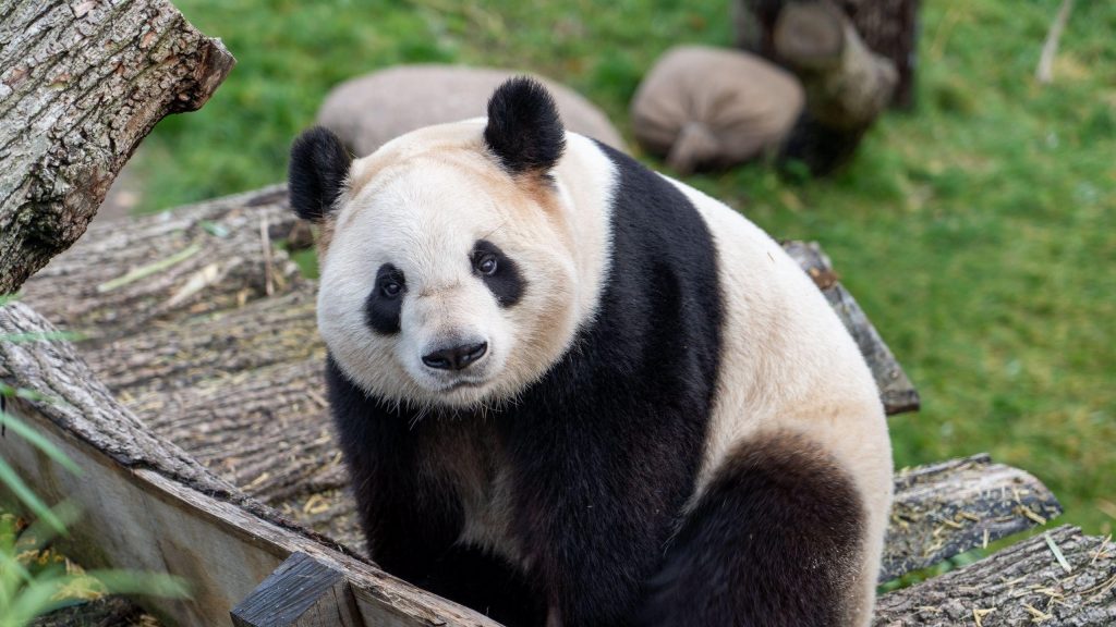 Черный белый медведь панда на деревянной скамейке панда обои скачать