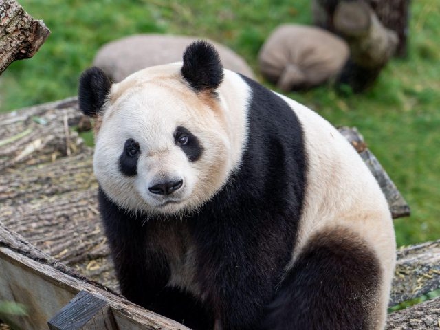 Черный белый медведь панда на деревянной скамейке панда