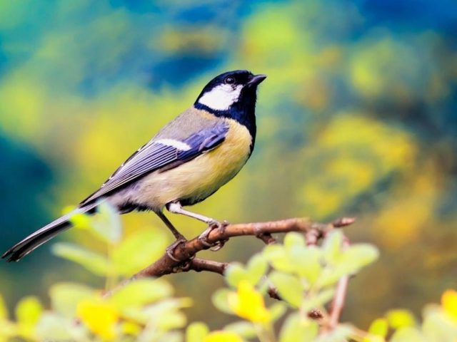 Желто черная птица на ветке дерева в синем сине желтом фоне птицы