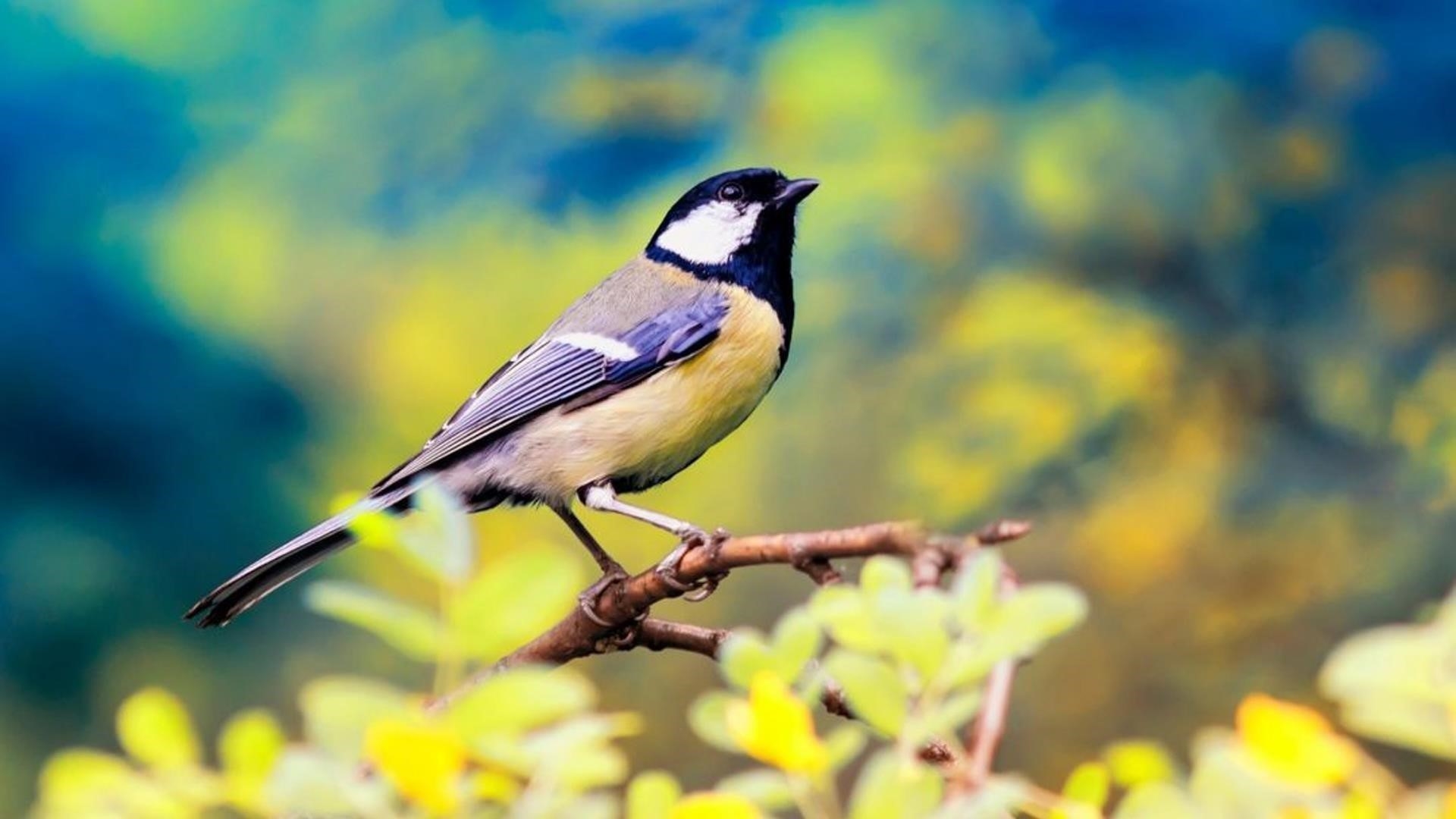 Желто черная птица на ветке дерева в синем сине желтом фоне птицы обои скачать