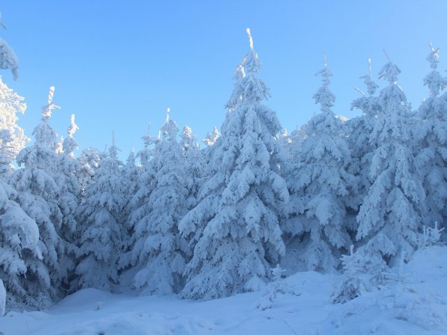 Заснеженные ели в лесу под голубым небом зима