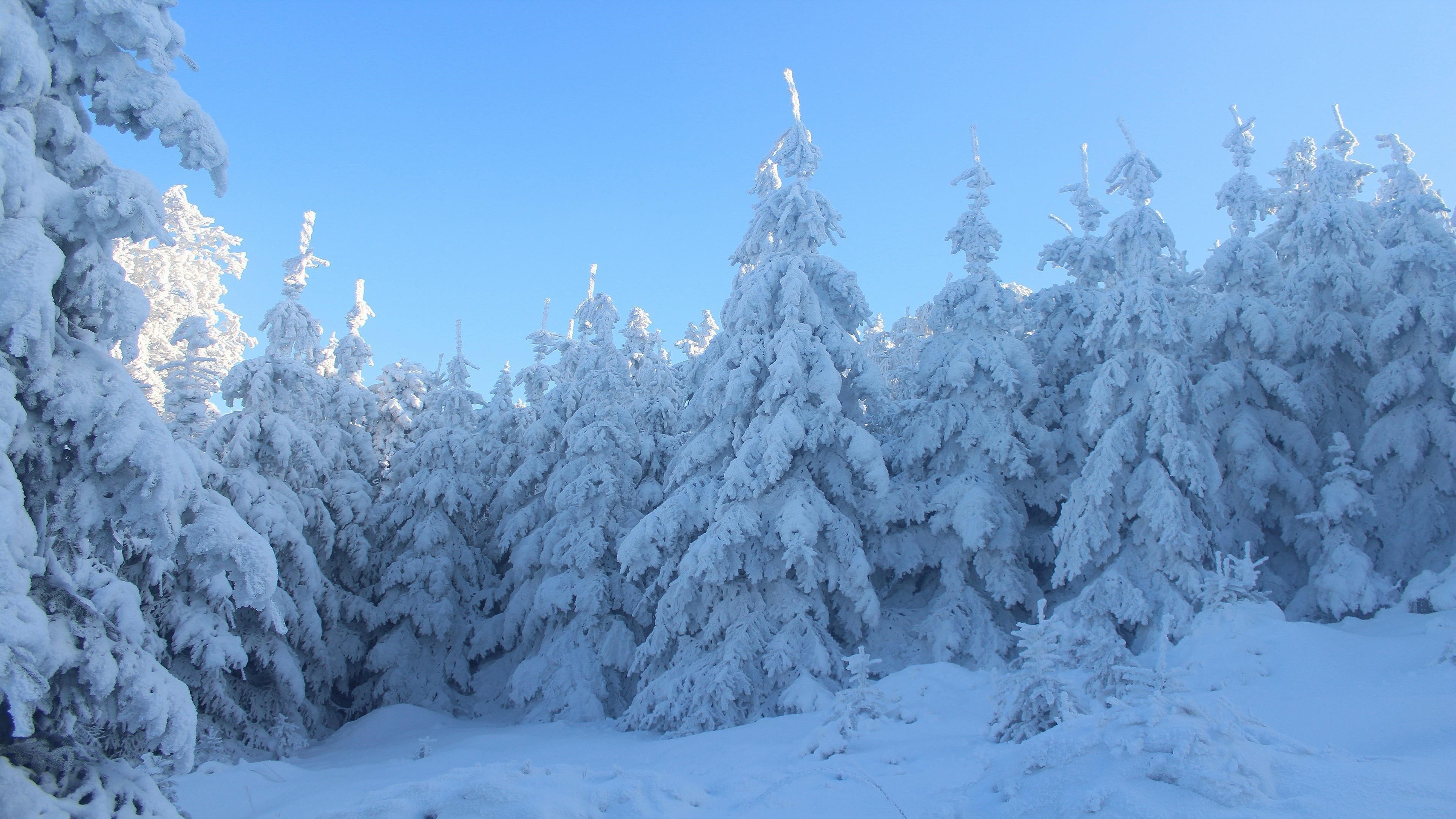 Заснеженные ели в лесу под голубым небом зима обои скачать