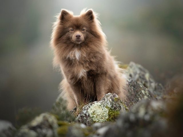 Собака-шпиц с коричневым мехом сидит на камне на размытом фоне собаки